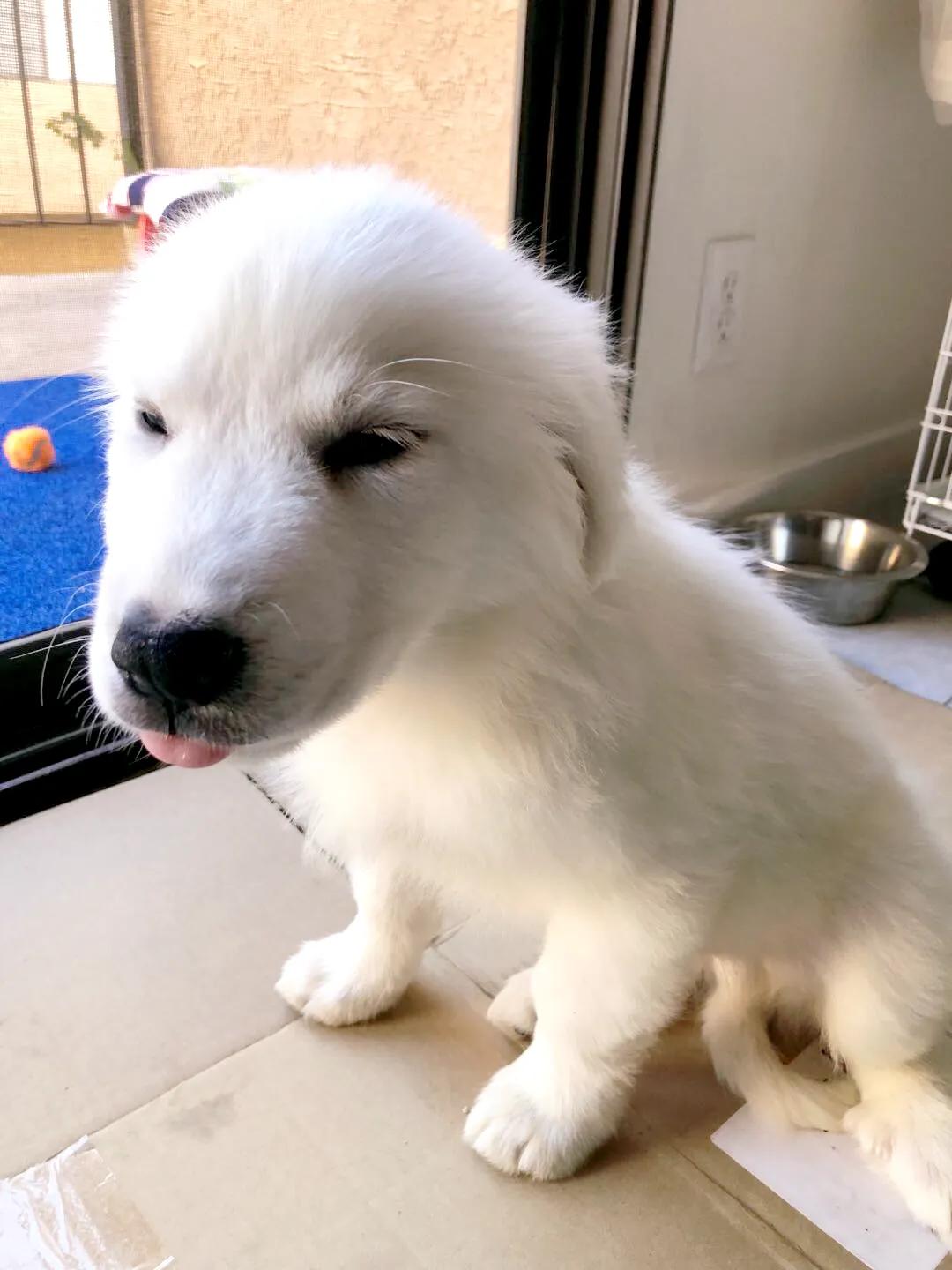 大白熊小狗,大白熊专用宠物狗