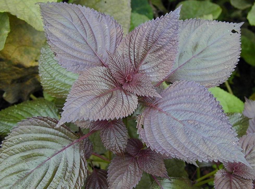 紫苏与生姜有什么作用,紫苏放生姜有什么效果