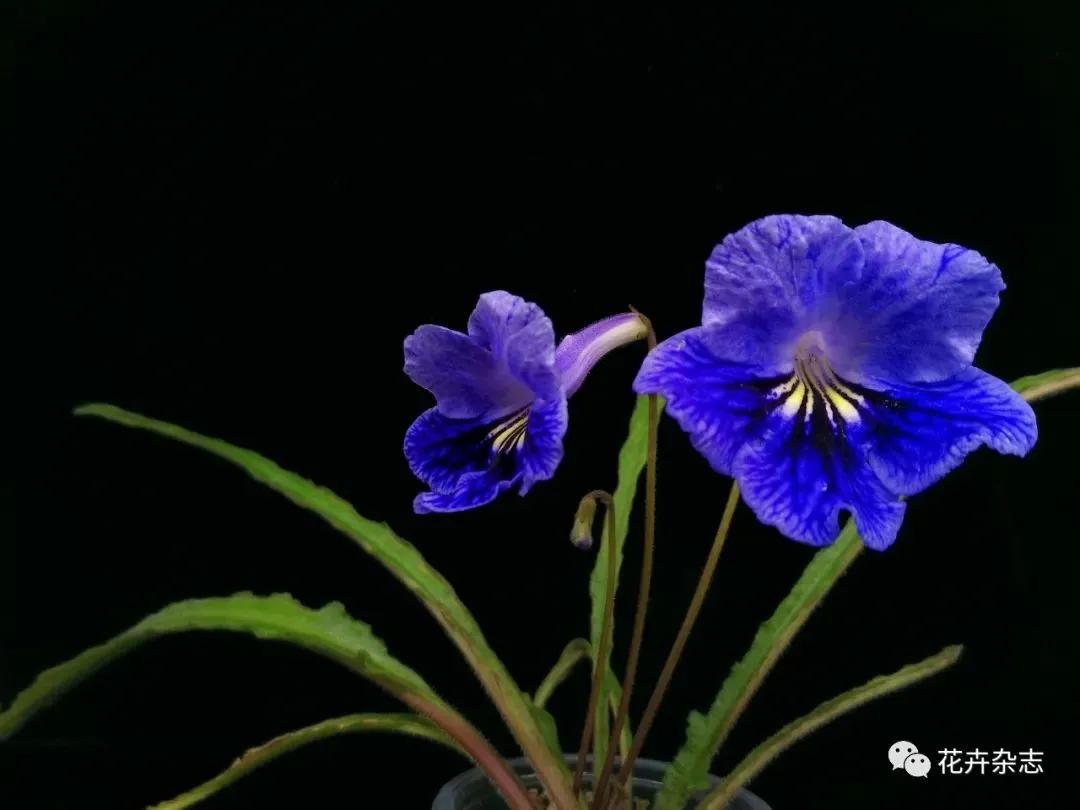 堇花兰的种植方法,浅谈养花技巧