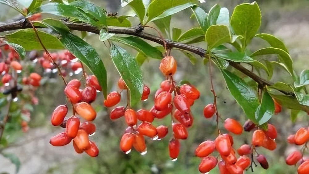 中国地理标志农产品品牌展播,洛阳十大农产品品牌排行榜