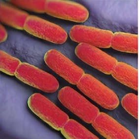 苏教版五年级科学刺激与反应ppt,2022苏教版五年级科学下册复习题