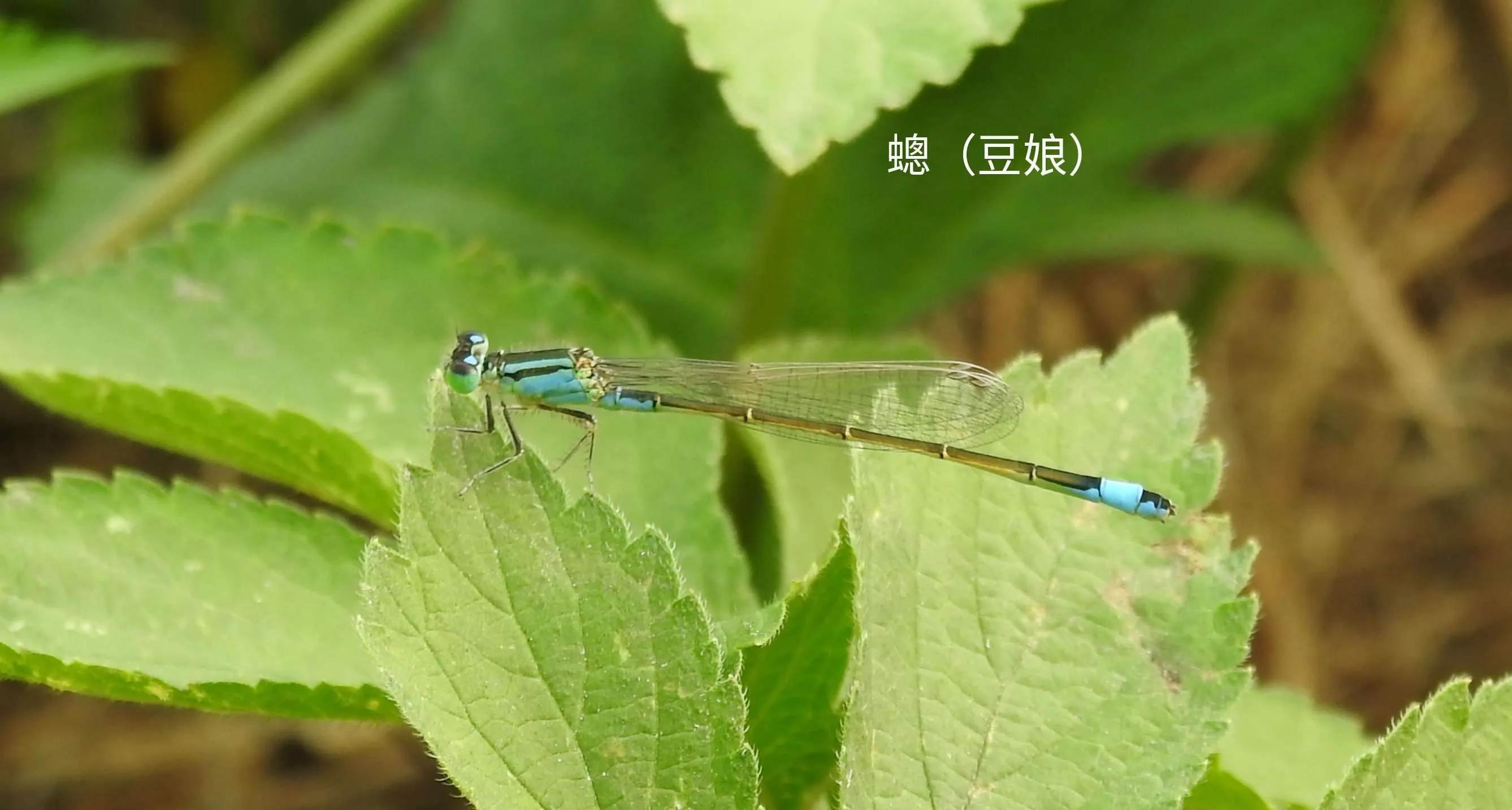 豆娘和蜻蜓是一个物种吗,蜻蜓和豆娘生长过程一样吗