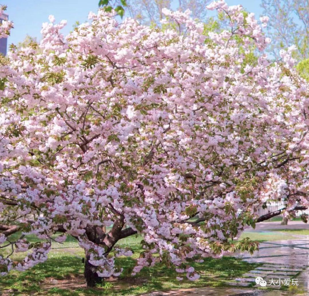 超级美的樱花美景全景,浪漫樱花海美景图
