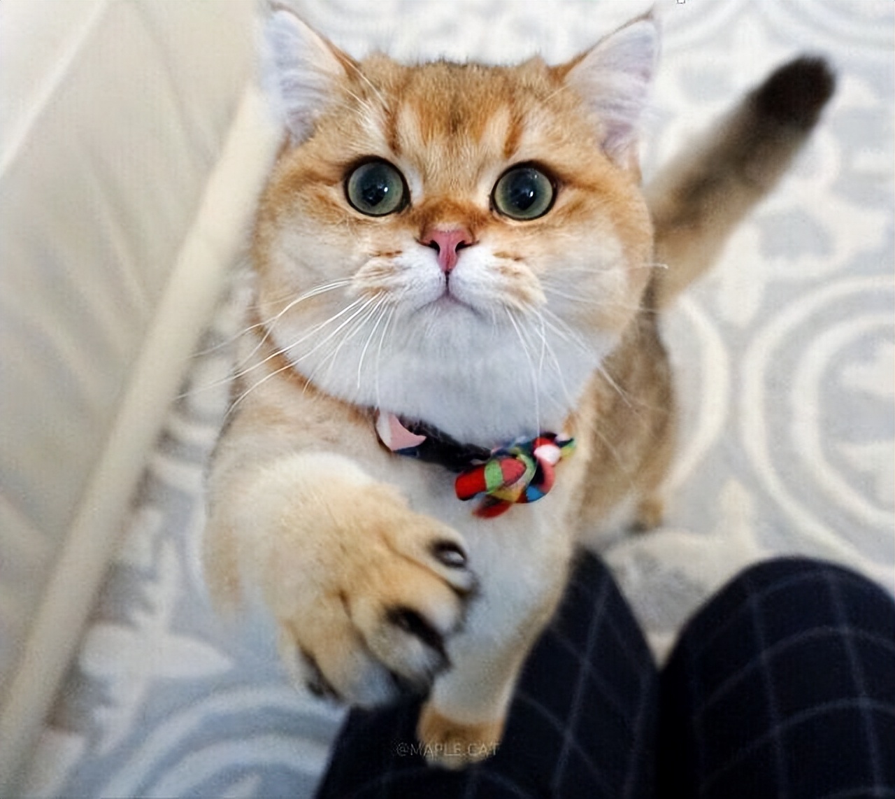 买英短猫,英短和家猫串出来的猫