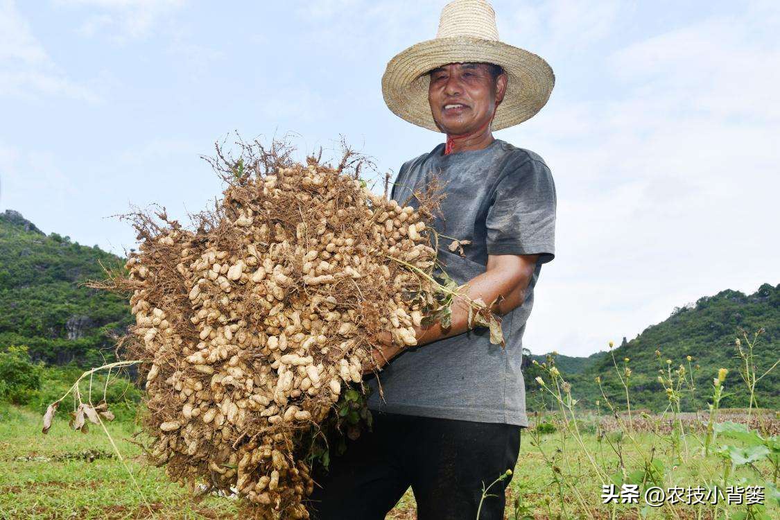 怎样解决花生空壳问题,花生空壳原因及防治方法