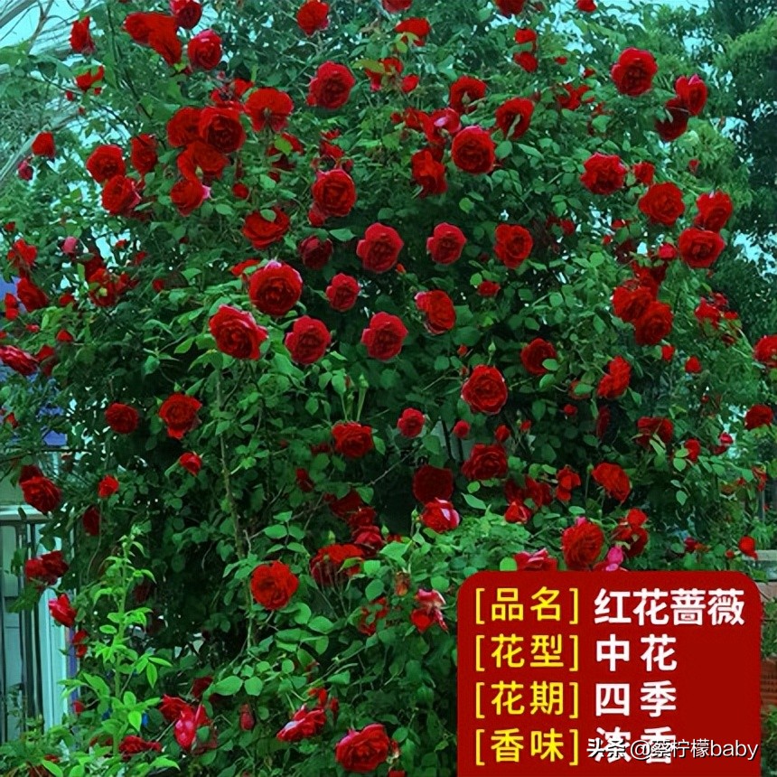 路边的蔷薇花是什么品种,哪个品种蔷薇花最好看最香