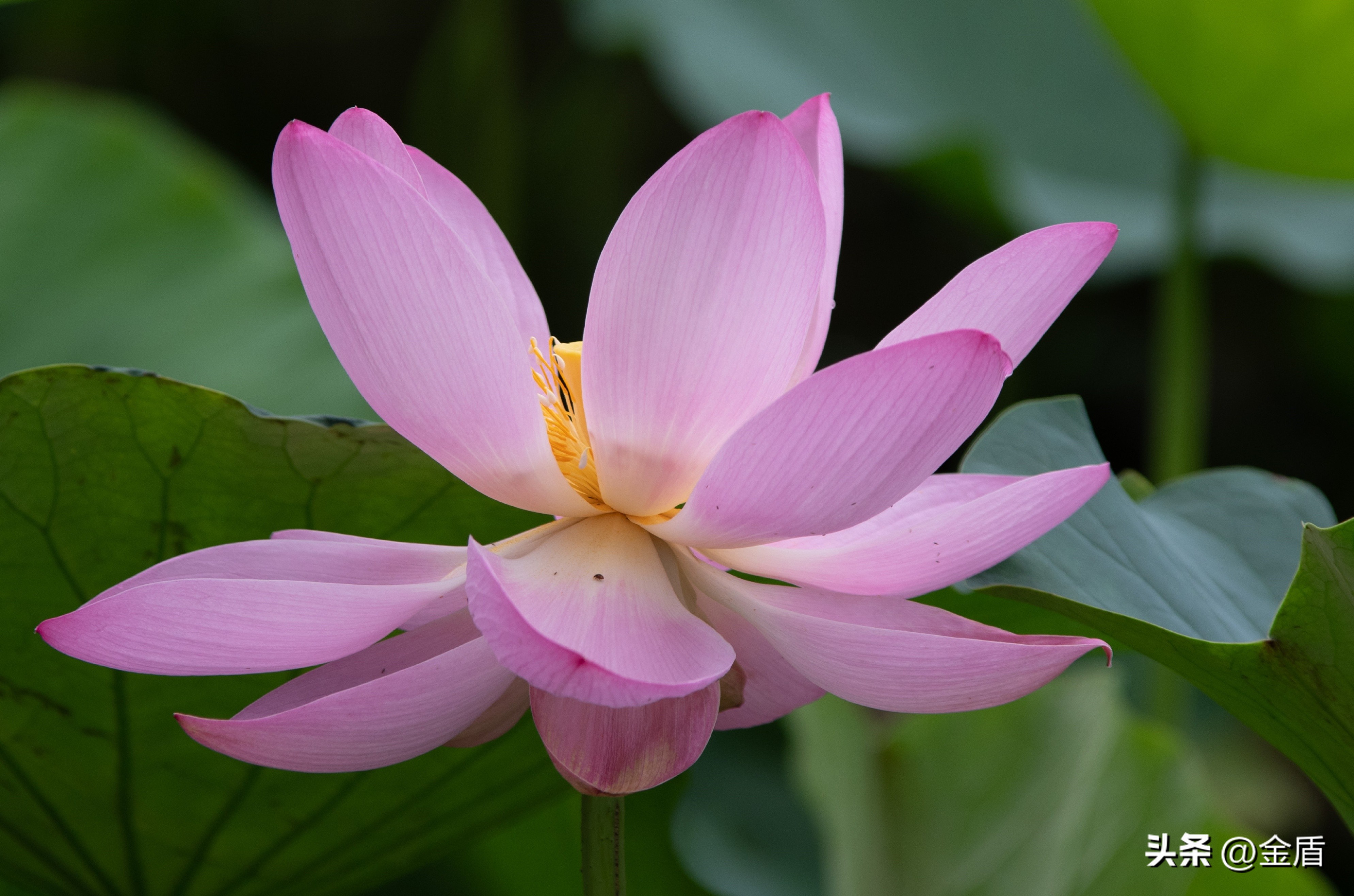 荷花中的隐藏的精神,荷花具有什么样的品格和志向