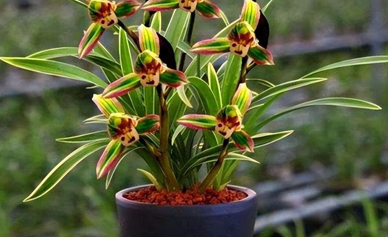 浓香型四季兰金边矮种,最适应在北方养殖的四季兰品种