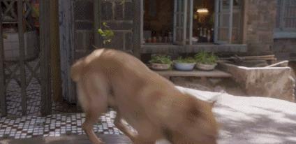 忠犬八公冯小刚到底有多感人,忠犬八公豆瓣高分