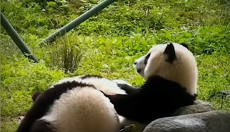 熊猫母女分开几年再次相见,熊猫母子分开后再次相见