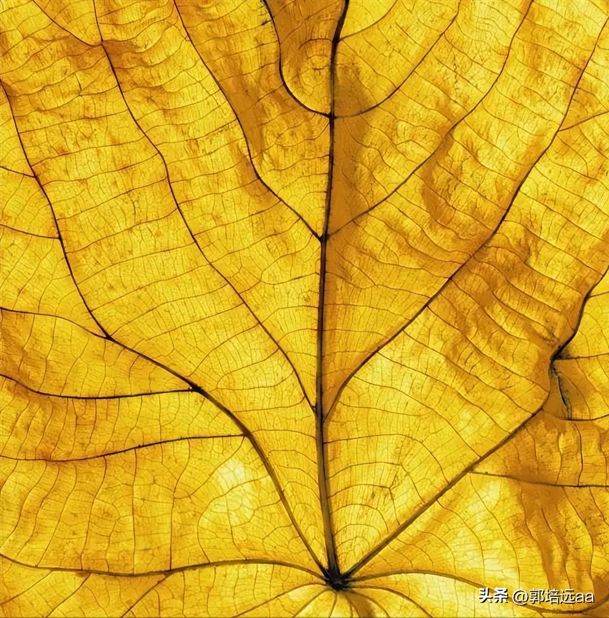 靠树叶一年赚8000万,一片树叶卖7000元