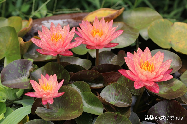 怎样让睡莲的缸清澈,虎斑睡莲爆缸