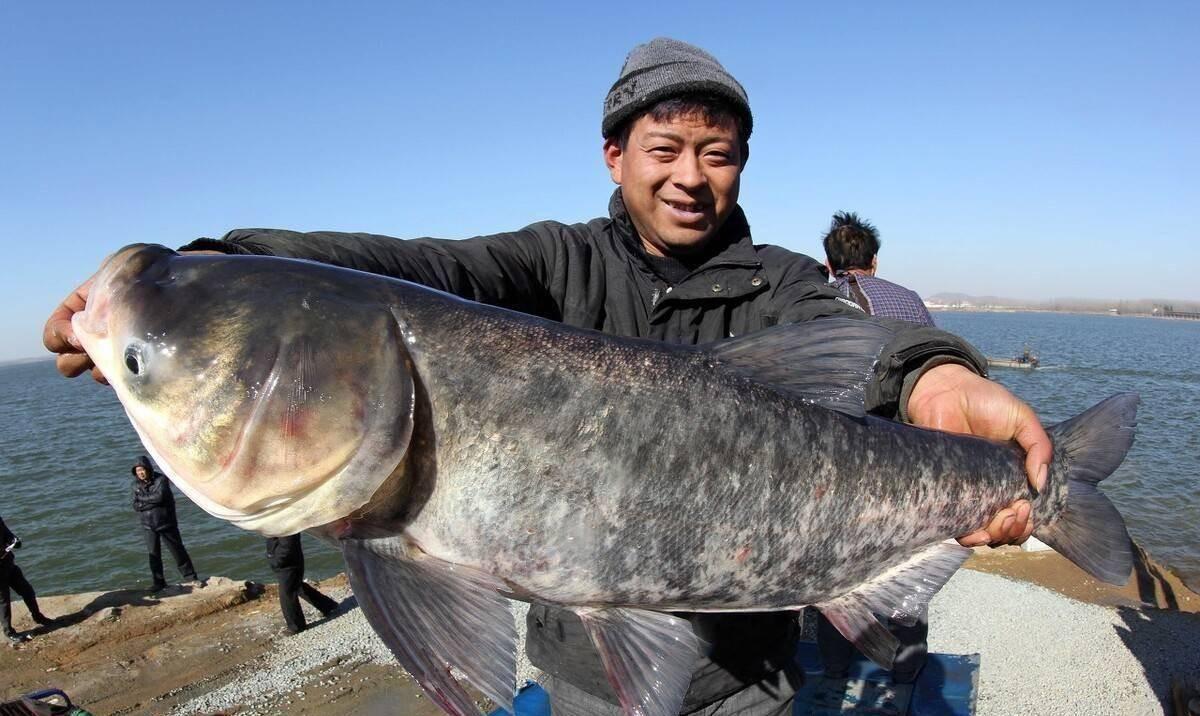 三峡大坝里面最大的鱼有多大,三峡大坝里最大的鱼