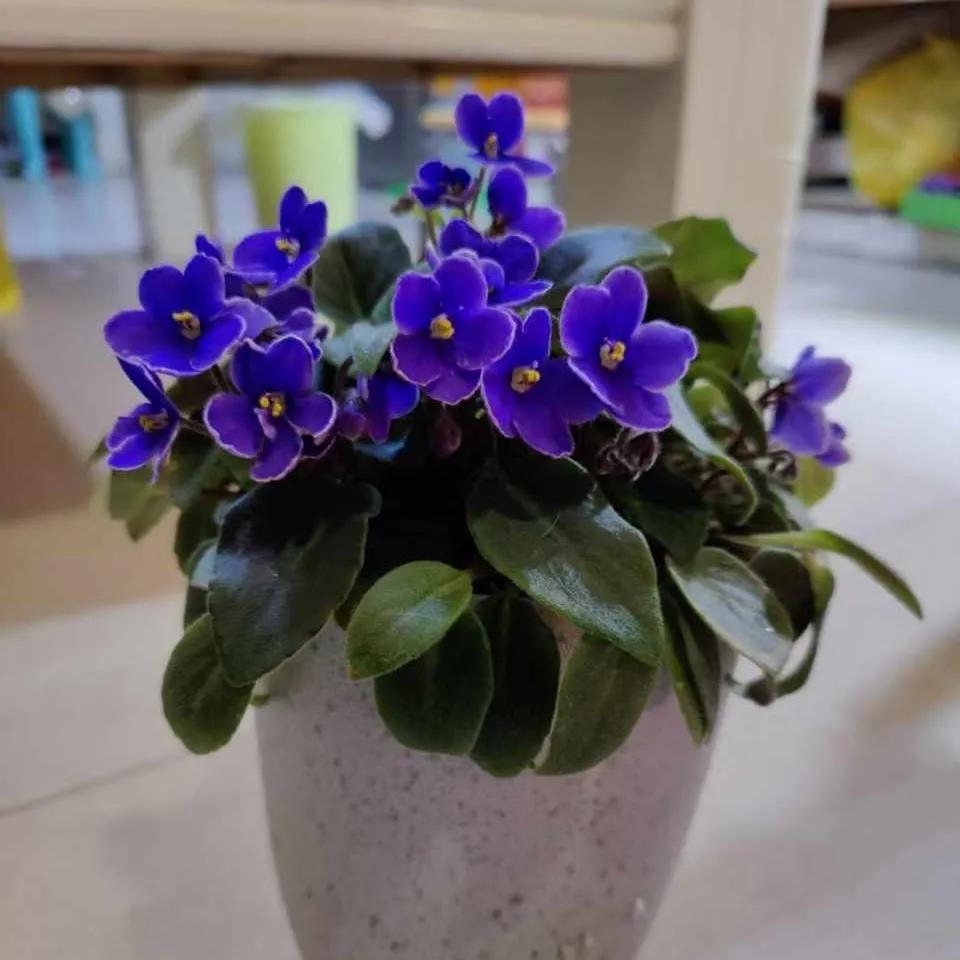 养花5个坏习惯你中了几条,养花黄叶变绿最快方法