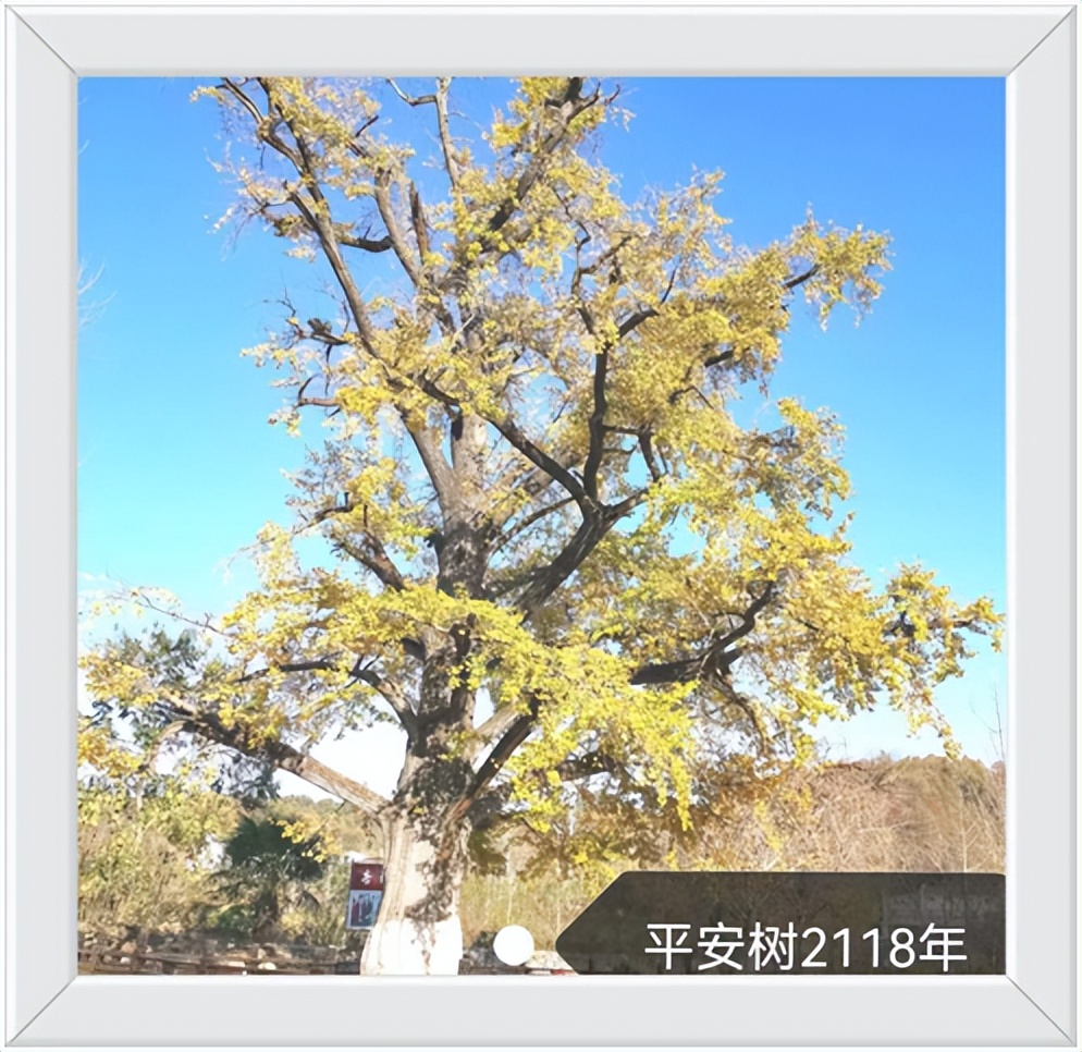 中国千年银杏谷住宿,中国千年银杏谷