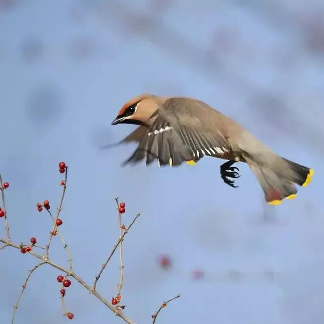 太平鸟图片大鸟,太平鸟图片大全高清壁纸