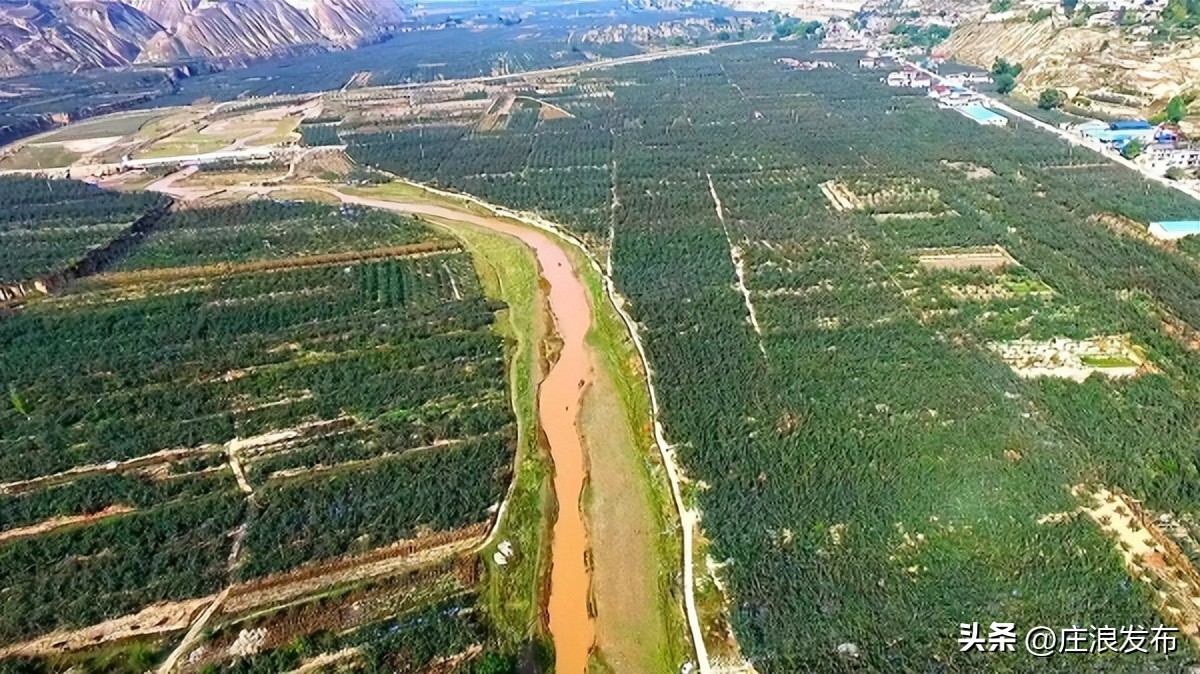 甘肃庄浪乡村振兴短视频,庄浪苹果映红乡村振兴路