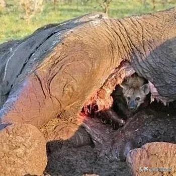 鬣狗捕食动物图片,鬣狗捕杀巨蟒