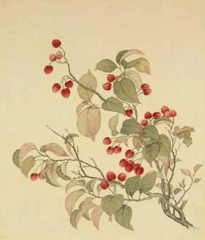 古代把苹果叫什么名字,苹果在古代的名字原来这么美