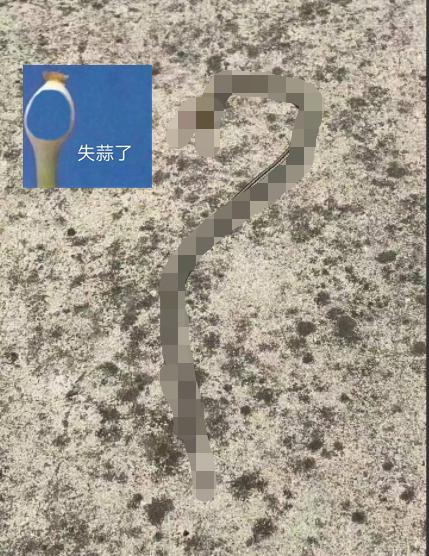 遭不住的高温天气,蛇被热中暑