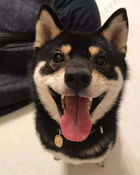 狗狗不爱刷牙怎么清洁牙结石,狗狗刷牙的正确方法