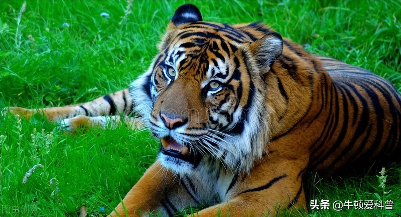 为什么狮子咬合力大吃起来却不快,咬合力最强的八种动物狮子排第几