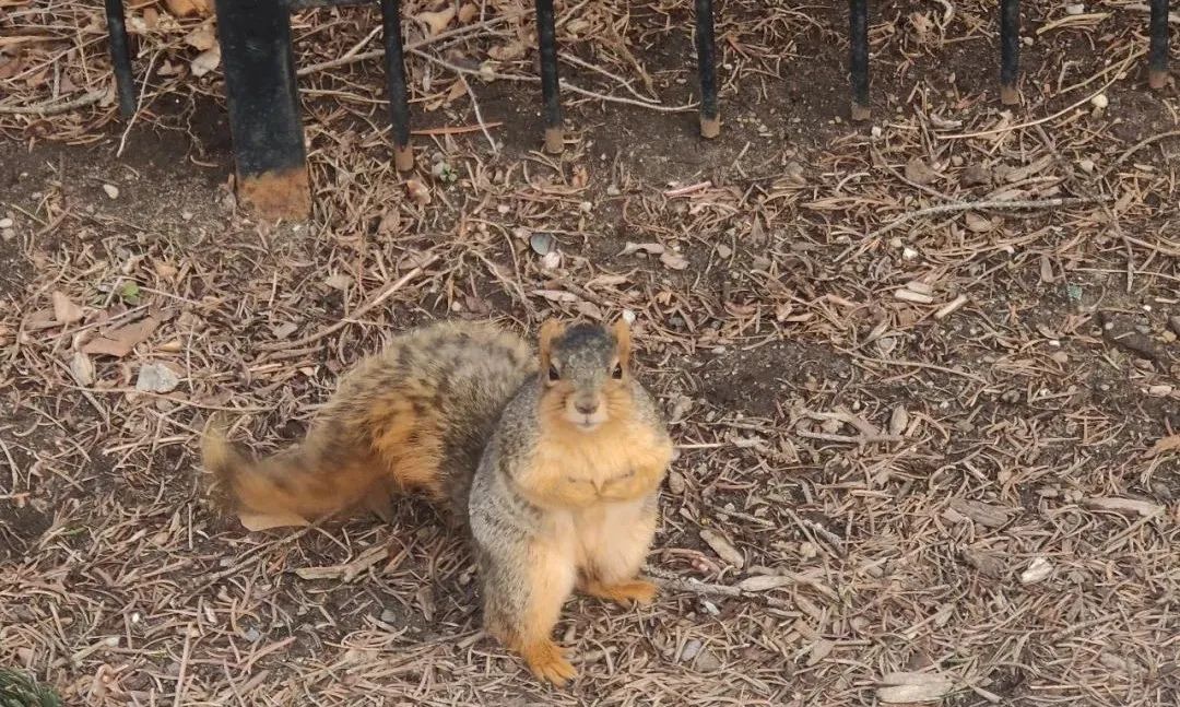 缇庡浗缃戣喘鍍忎腑鍥借繖鏍风柉鐙傚悧,缇庡浗缃戣喘鍍忎腑鍥戒竴鏍峰悧