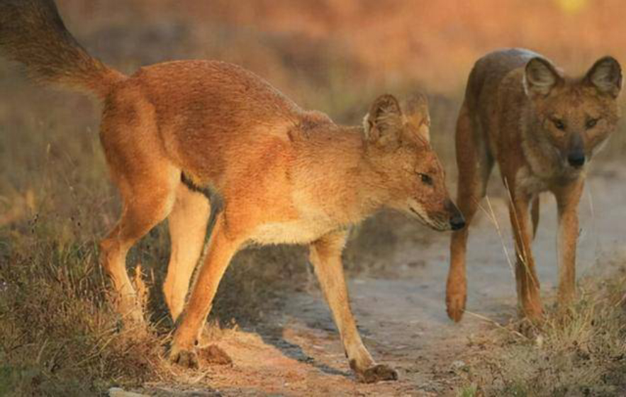 野猪的天敌都有哪些,野猪的天敌能打得过猎豹吗