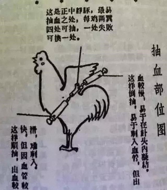 六十年代为什么流行的打鸡血,60年代打鸡血疗法