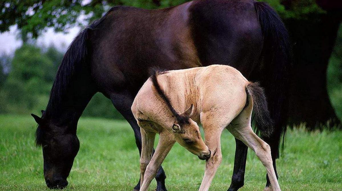 为什么日本人要杂交胚胎实验,日本人的杂交实验成功了吗