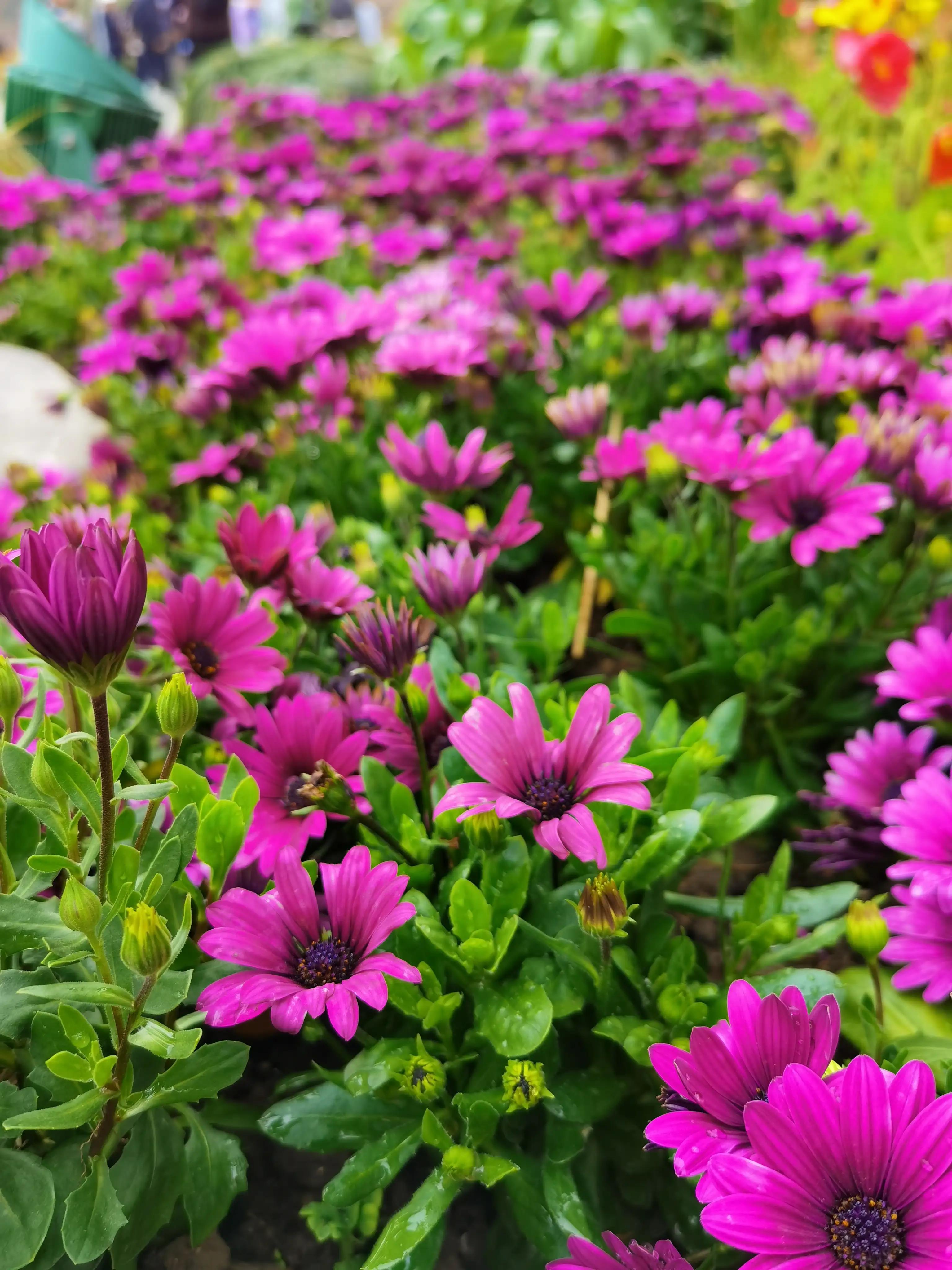 婴语奶声奶气,婴语声音视频