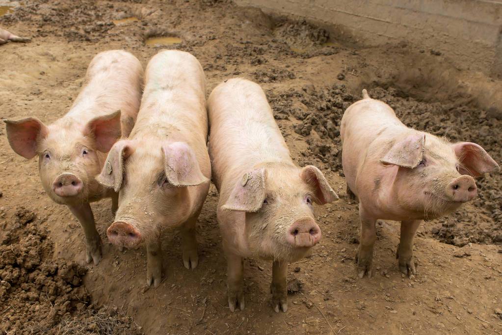 预防猪中暑的小妙招你知道吗,猪中暑的表现症状