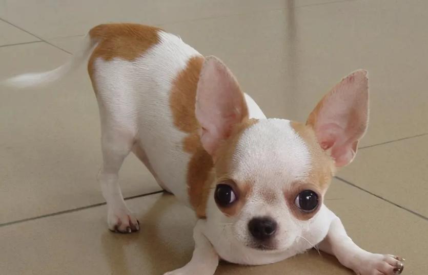 狗狗中最乖的狗是哪一种,狗界最怂的6种狗有危险溜得很快