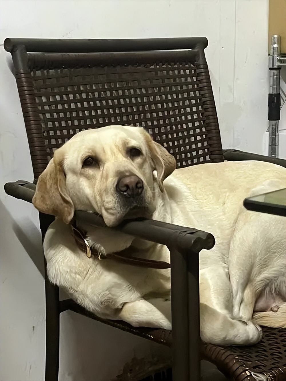 为什么养金毛的比养拉布拉多的多,为什么都不建议养拉布拉多