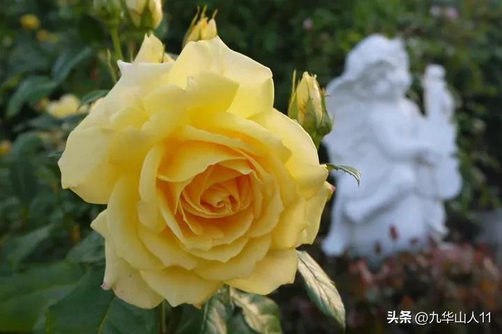 大花胖美人月季有几个品种,适合阳台养的大花月季品种