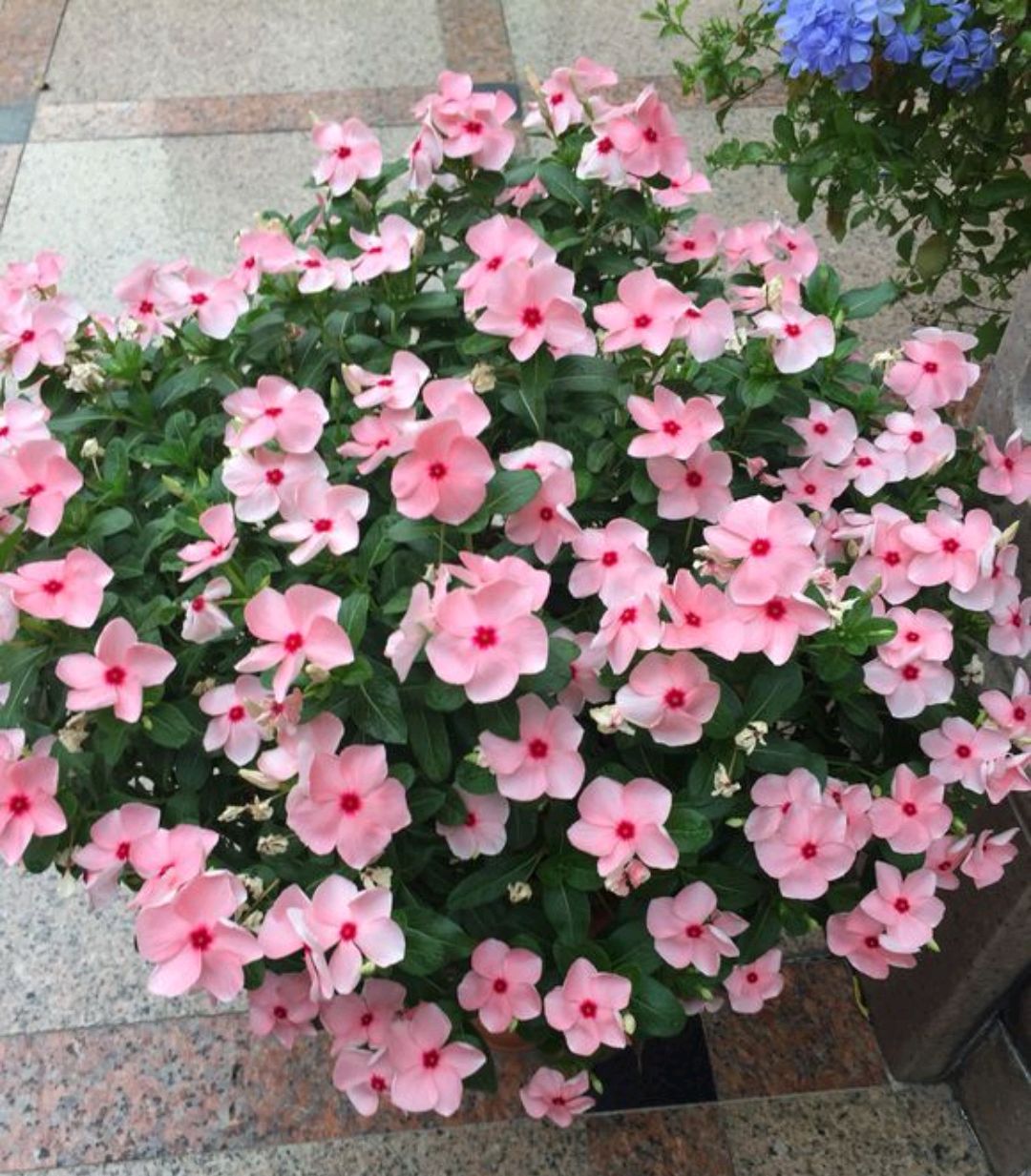 百花齐放春意浓群芳争艳,百花齐放喜迎新春