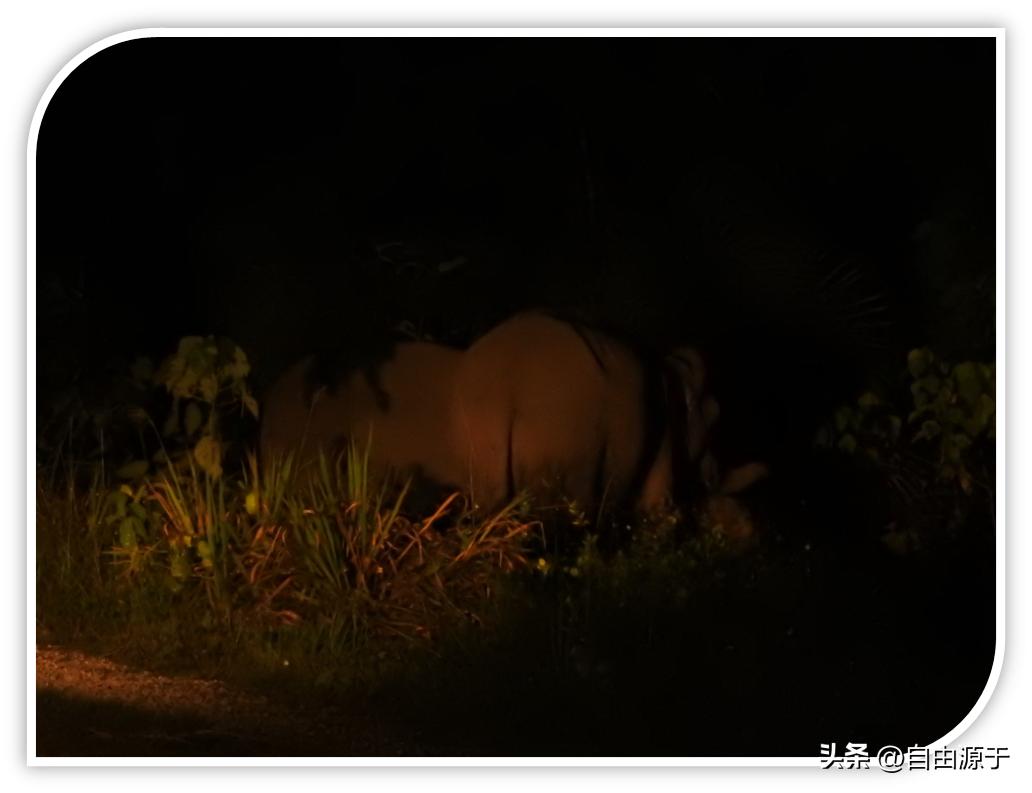 马来西亚沙巴热带雨林,沙巴亚庇雨林
