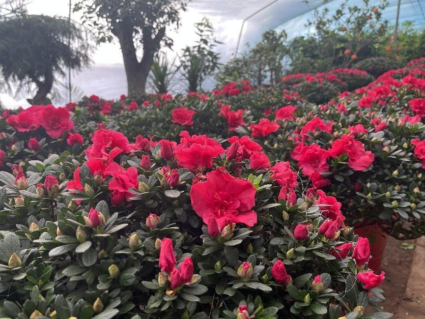 年宵花的市场在哪里,年宵花市场视频