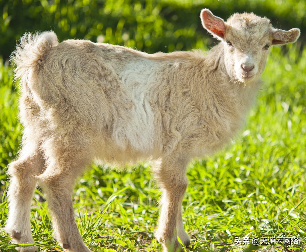 养羊技术羊口疮,养羊为什么那么多羊痘