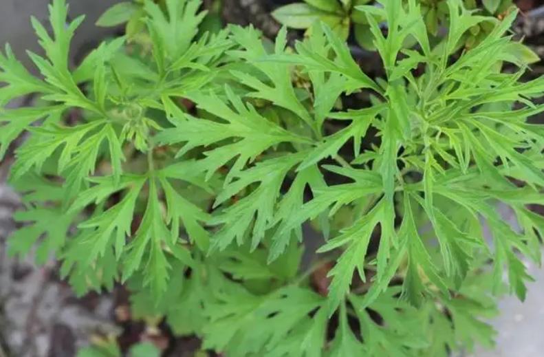 查找益母草有什么药用价值,吃野生益母草是帮助女性什么作用