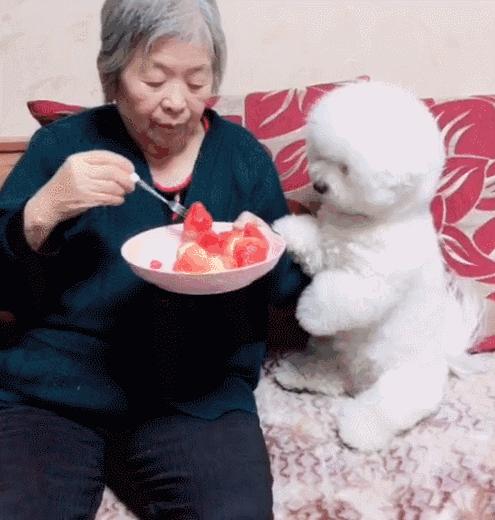 无体味不掉毛不拆家不叫的狗,体味最大的狗狗排行榜前十位