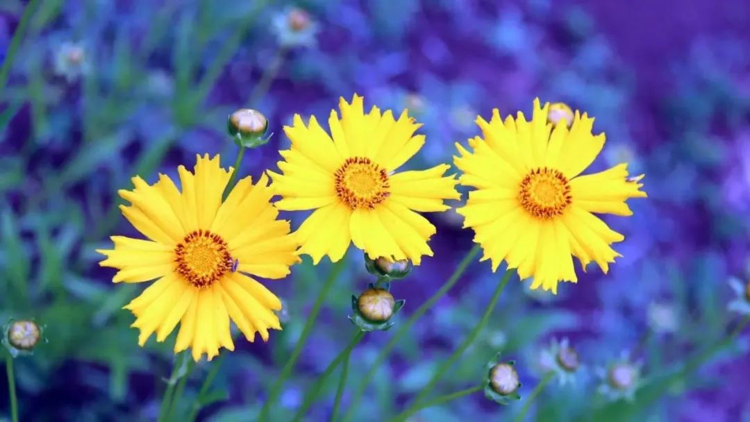 平凡的生活感悟经典语录,白岩松生活感悟经典语录