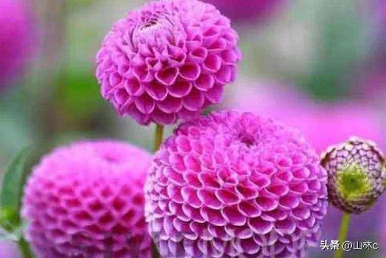 各种各样的鲜花尽情开放争芳斗艳,各种颜色的鲜花开得好美丽动人