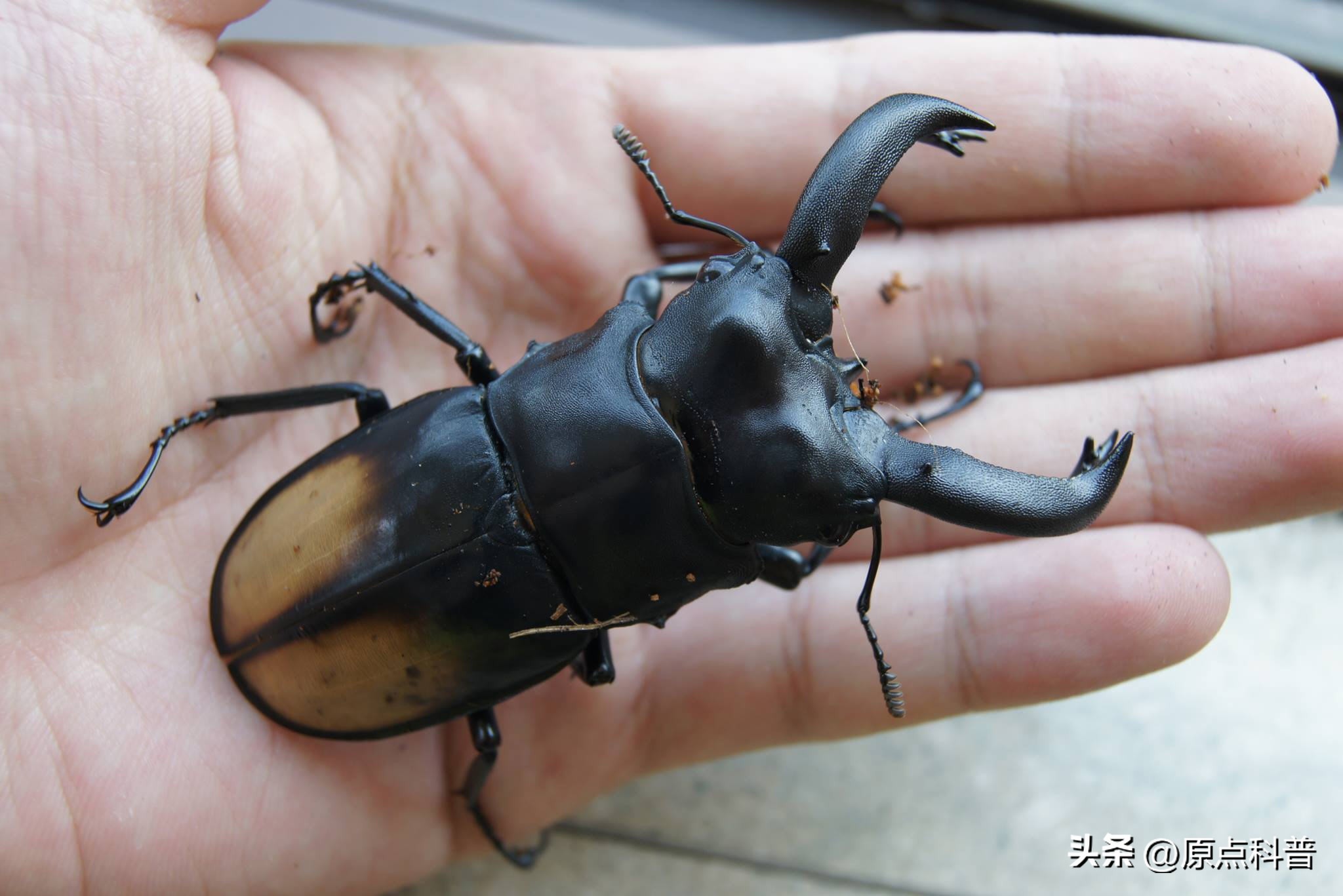 盘点农村小时候常玩的十个昆虫,盘点童年玩过的十种昆虫