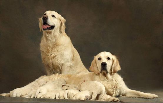 玫斯科普丨冬奥憾失第三金却是爱狗天花板?教你预防“骨科病”