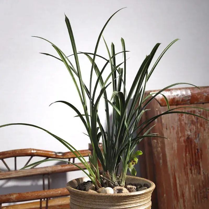 跌落神坛的名贵兰花,盘点最近几年火的兰花