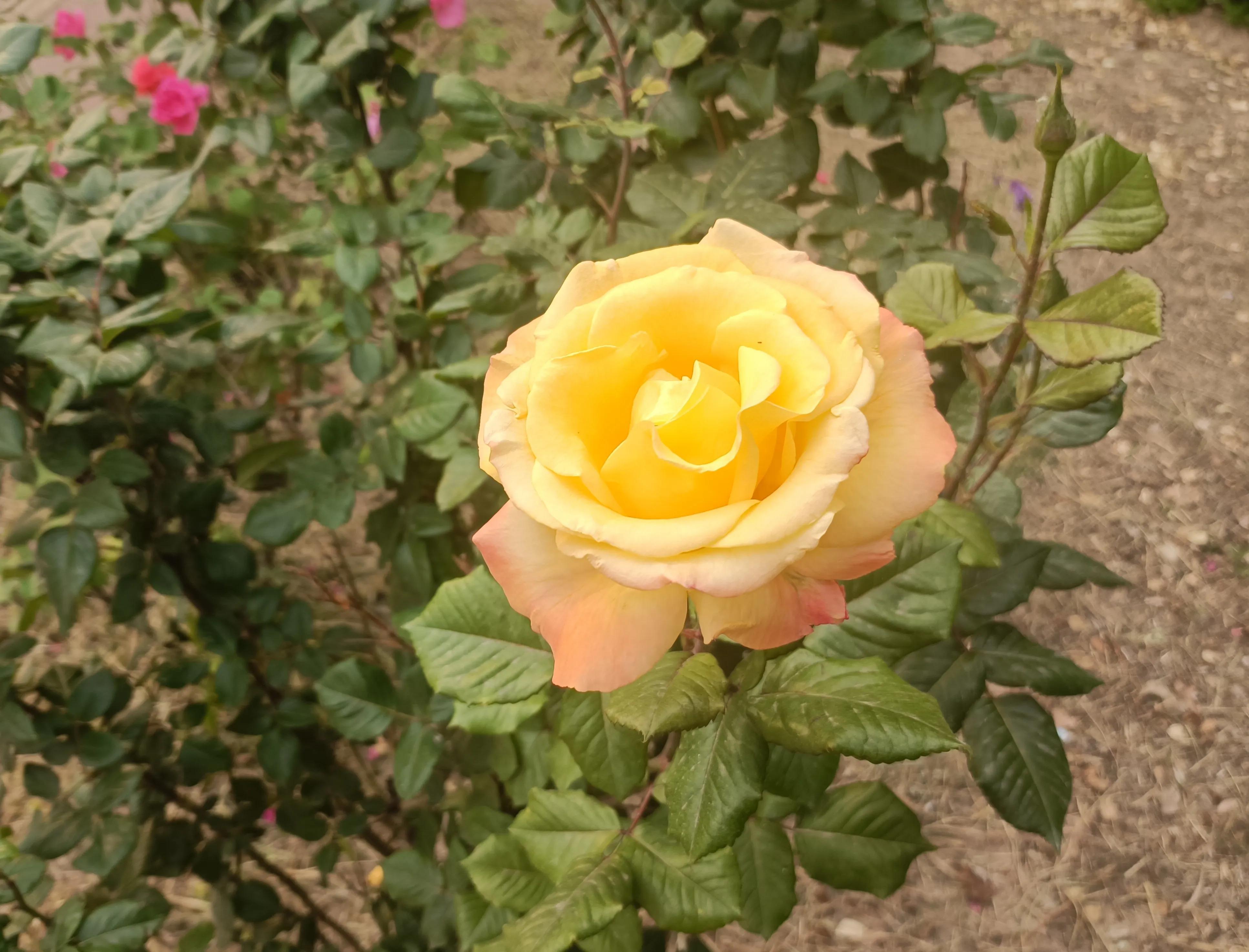 南京哪些靠谱公司招大专,南京值得推荐的公司