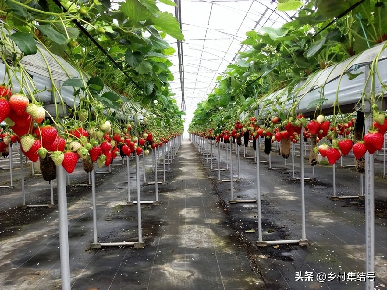 安田草莓园,日本安田草莓园