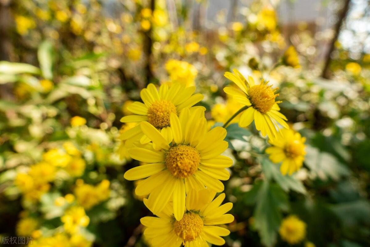 新冠二阳咳嗽剧烈怎么办,新冠二阳了咳嗽吃什么抗生素好