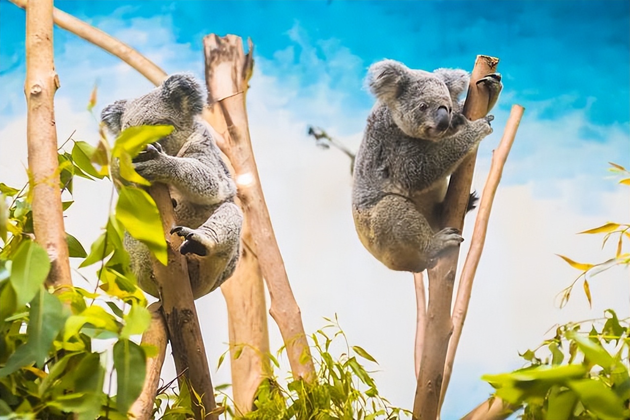 说走就走的旅行广州长隆欢乐世界,广州长隆适合8-10岁的主题乐园